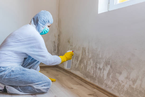 Licensed Crawl Space Mold Removal service in Temple Hills, MD - WQB Mold Removal